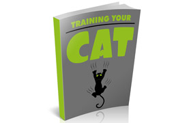 Training Your Cat